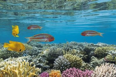 La alteración de las corrientes oceánicas y el cambio climático