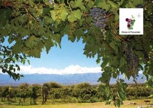 Tucumán también tiene su ruta del vino