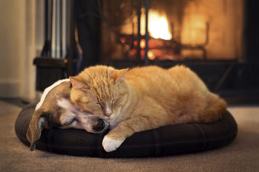 Dónde deben dormir los animales de compañía