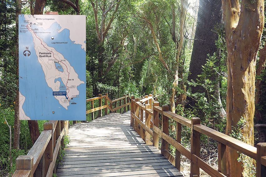 Bosque de arrayanes: uno de los mejores destinos para el trekking