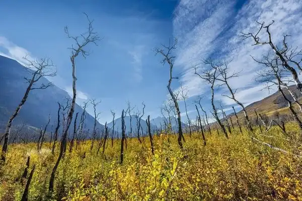 El cambio climático y su incidencia en la alteración de especies arbóreas