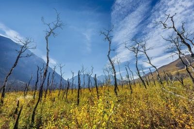 El cambio climático y su incidencia en la alteración de especies arbóreas