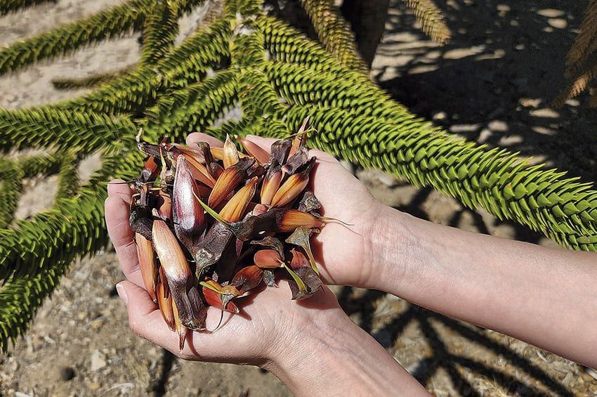 Piñon: fruto del árbol sagrado mapuche