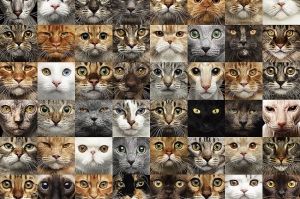 Los colores de los gatos