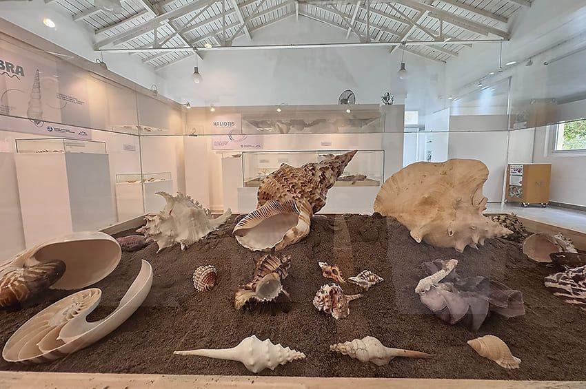 Una amistad forjada en base a caracoles