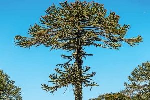 Más de cien mil especies en peligro