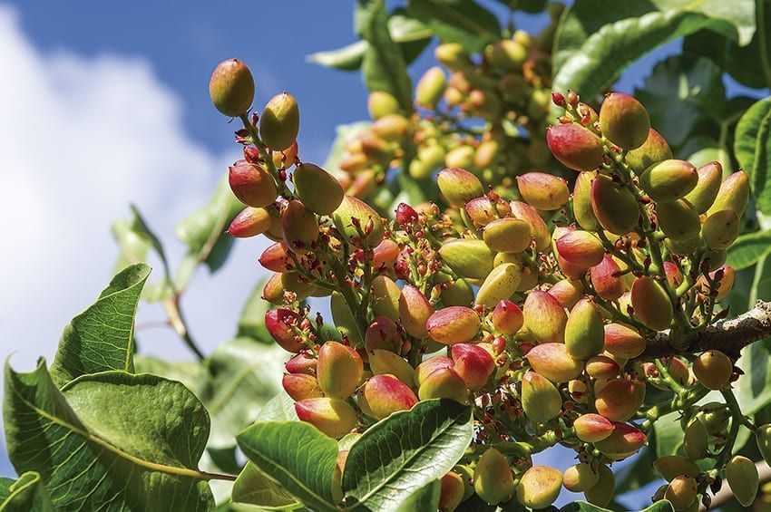 Pistacho: el fruto seco de moda