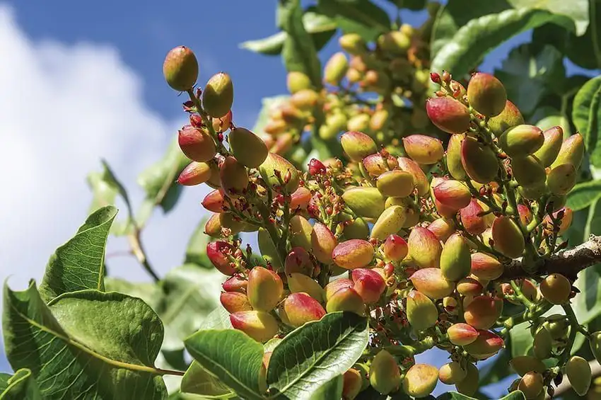 Pistacho: el fruto seco de moda
