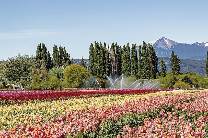 Trevelin:los tulipanes y una increíble explosión de colores