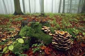 Hongos: distintas especies en peligro de extinción