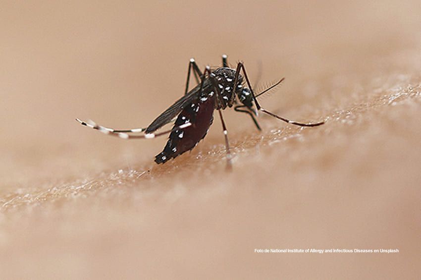 El dengue obliga a extrenar cuidados